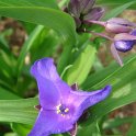Tradescantia virginiana